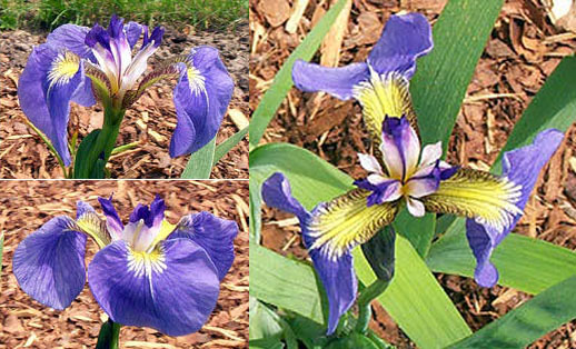 Exemplos de Iris do jardim do Professor